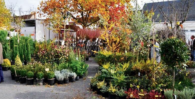 moree foire aux arbres