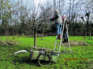 sauvegarde st ouen taille arbres