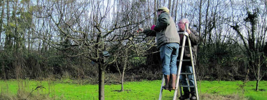sauvegarde st ouen taille arbres banniere