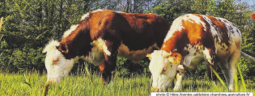 vache la percheronne banniere