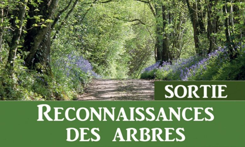 affiche reconnaissance des arbres