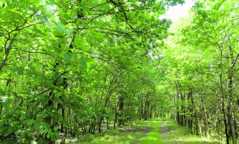 foret vendomois avant