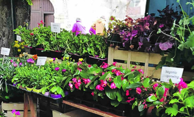 photo 2 marche aux plantes avant