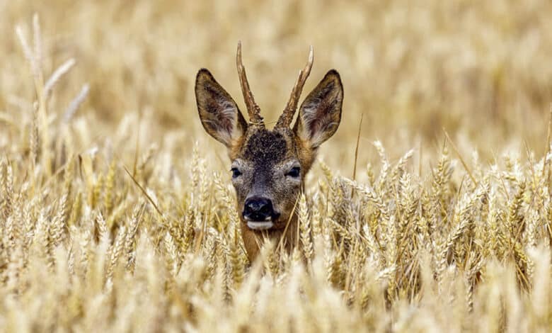 expo photo lignieres avant