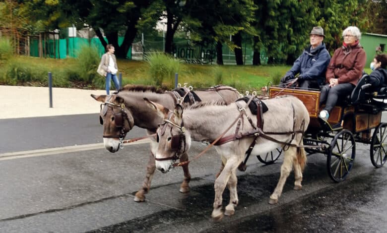 journee cheval avant