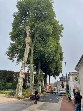 le platane rue geoffroy martel qui a ete abattu en aout 330