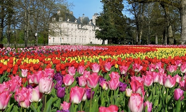 tulipes cheverny