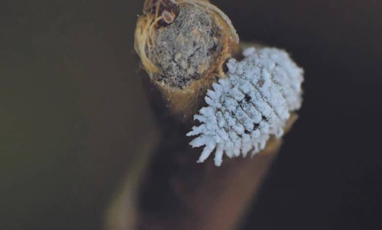 design sans titre 2024 04 04t221420 111