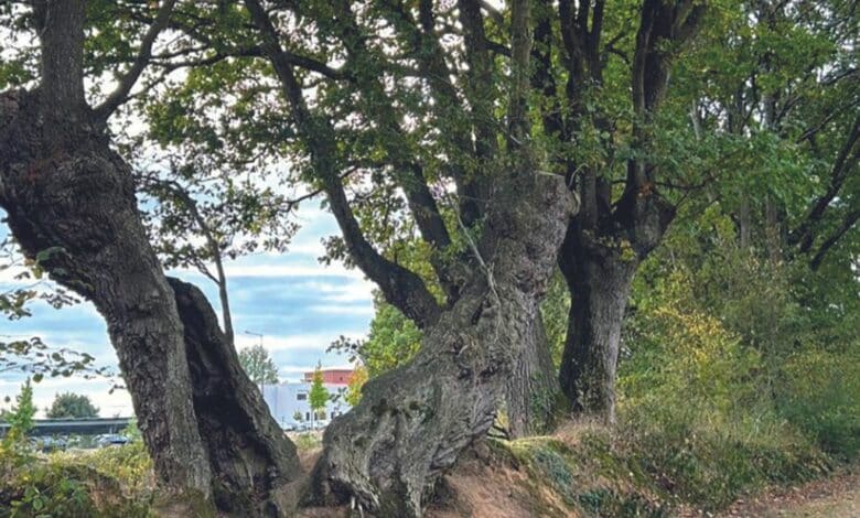 design sans titre 2024 04 09t152609 350