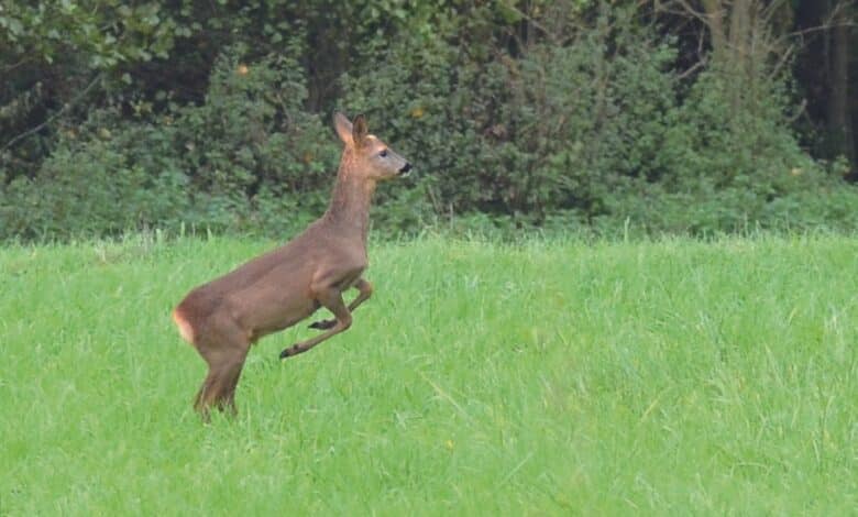 Chevreuil d’Europe © Philippe Bourlet