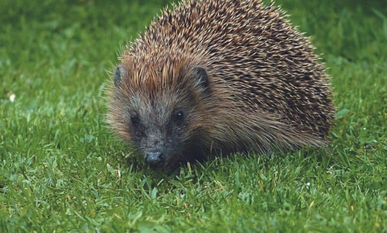 design sans titre 2024 06 10t203536 040