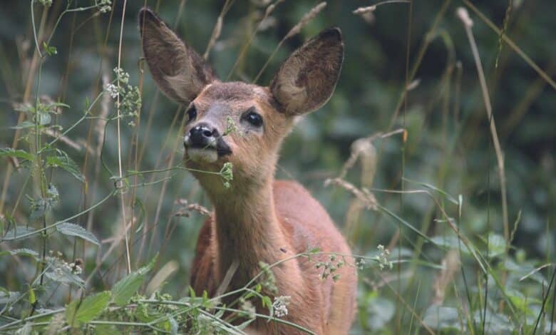 design sans titre 89