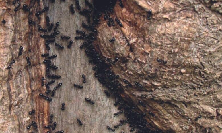 design sans titre 91