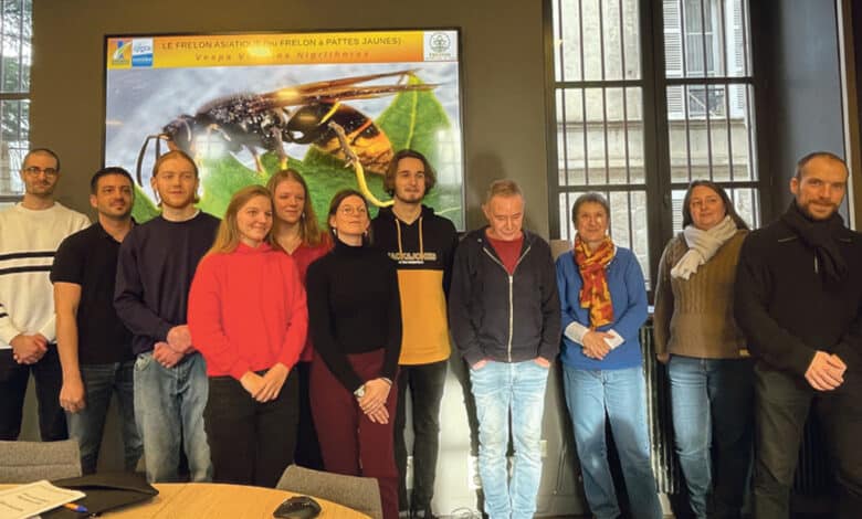 Frelon asiatique avant