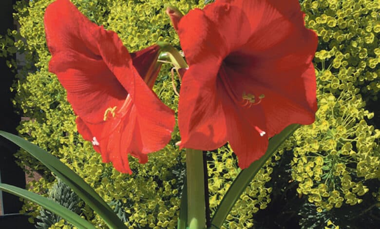 amaryllis avant