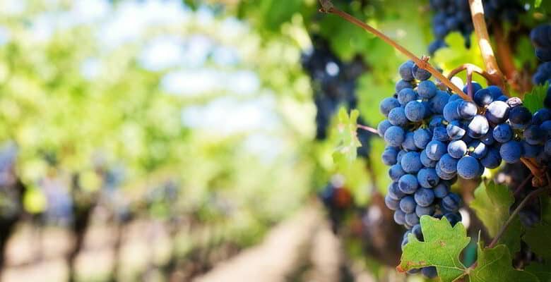 Villiers ; Thoré ; Maison du Vin