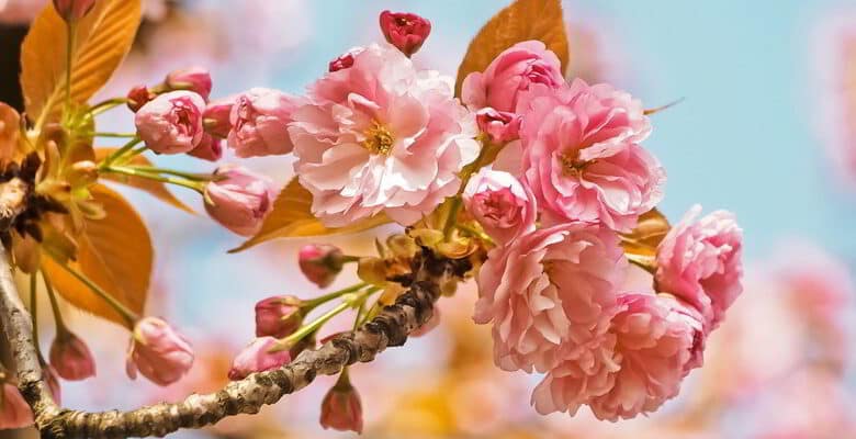 Courtanvaux côté jardin ; Fête des plantes ; Bessé-sur-Braye ; Bessé Initiatives