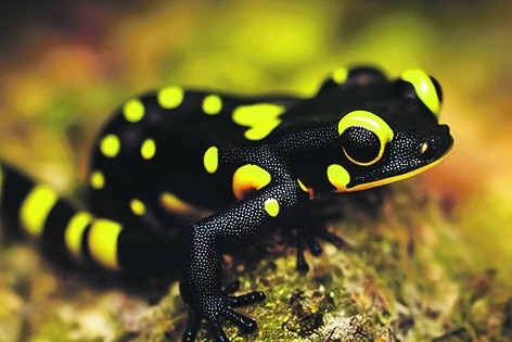 black yellow salamander bent its legs lurked against light green background