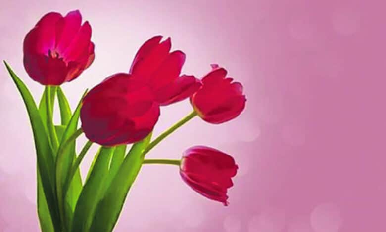 bouquet tulipes avant