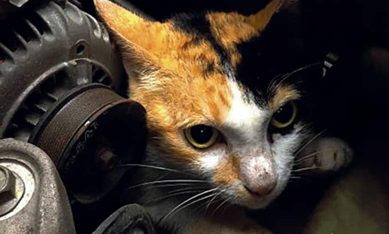 chat moteur voiture avant