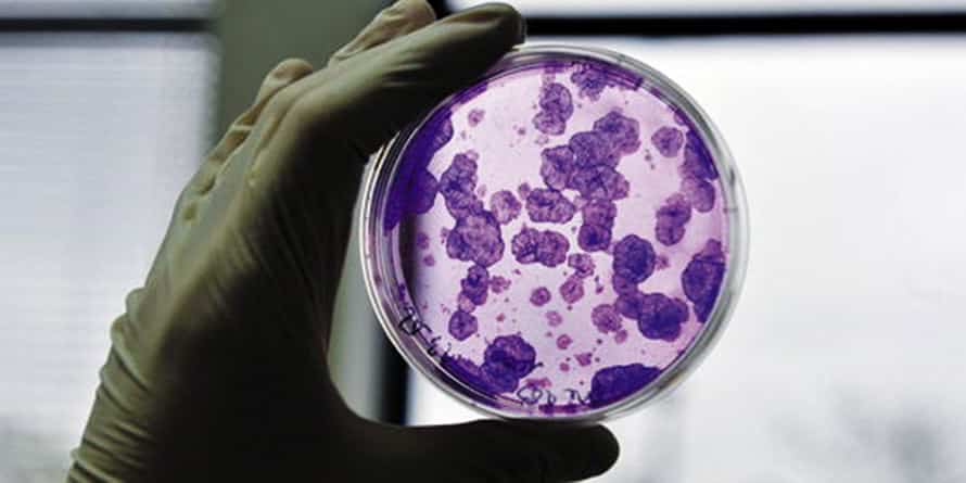 conference cellules souches