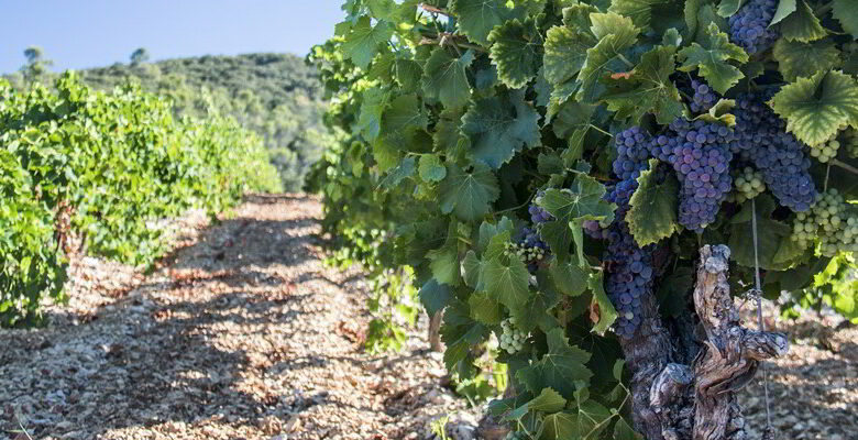 vendange ; vignerons