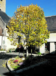 couture sur loir automne 2