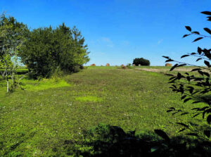 du bruit dans le verger photo 1