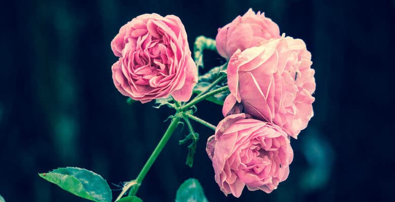 Jardins en Val de Loire 2017 ; Vendôme ville d’Art et d’Histoire