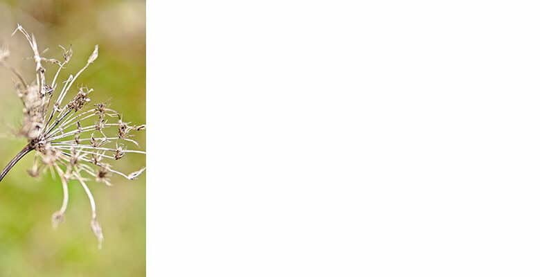 expoMartelliereReverie