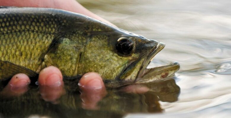 fede peche black bass