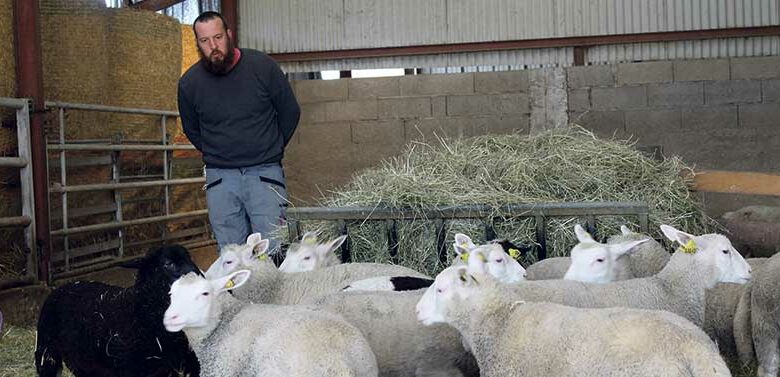 florent bouillon directeur de la structure agricole et une partie de ses moutons