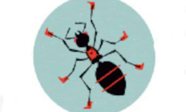 fourmi b avant