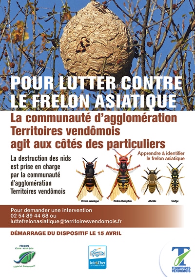 frelon asiatique
