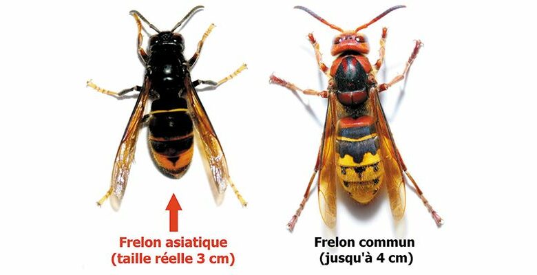 frelon asiatique
