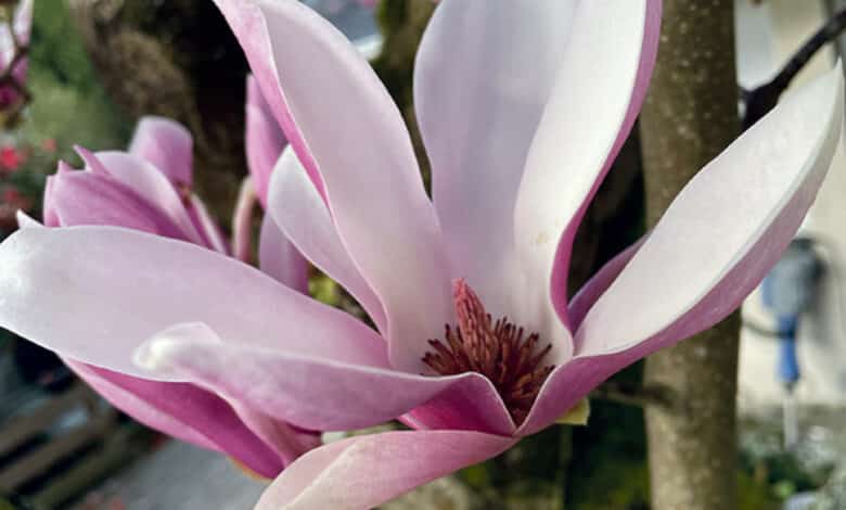 magnolia avant