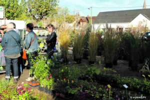 moree foire arbres 1