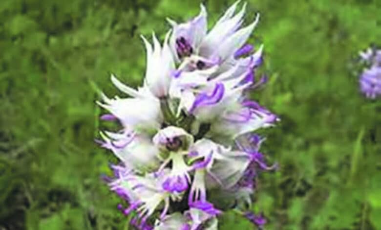 orchis singe1 avant