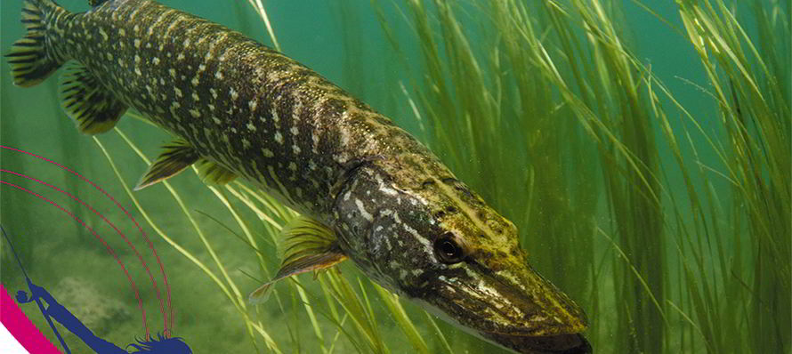 peche brochet ouverture