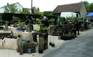 photo 1 marche aux plantes