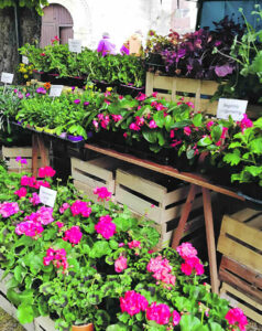 photo 2 marche aux plantes