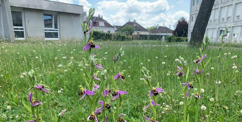 photo 3 orchidee lycee