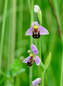photo orchidee