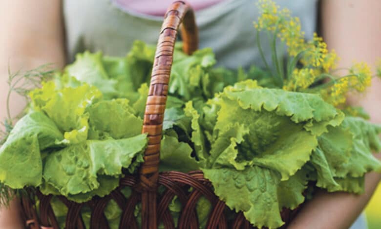 plantes comestibles avant