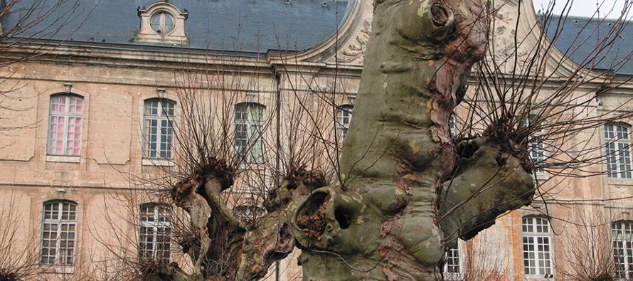 quartier rochanbeau platanes