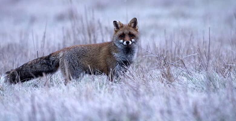 regardes nature renard