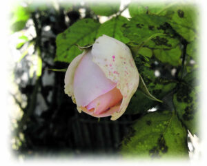 ronsard mignonne rose