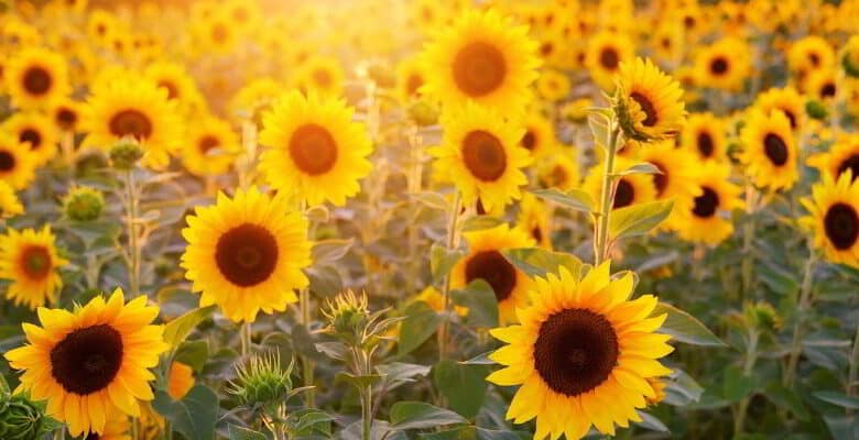 sevader en vendomois