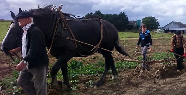 st martin fete de la patate