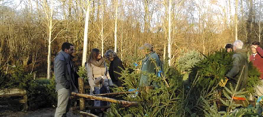 st vrain vente sapins